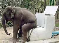 elephant_toilet